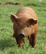 Red Wattle | Pig | Pig Breeds
